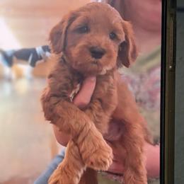 Dougie - Australian Cobberdog