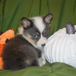 Sofie - Blue female Pembroke Welsh Corgi puppy in Hartford, Arkansas from Chase Em All Corgis