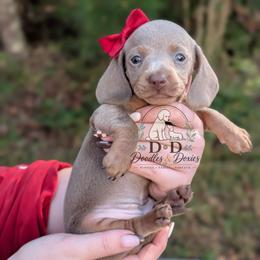 Apple Cider - Fawn (isabella) and tan female Dachshund puppy in Bremen, Georgia from Doodles & Doxies