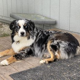 TARI - Miniature Australian Shepherd