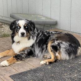 TARI - Miniature Australian Shepherd