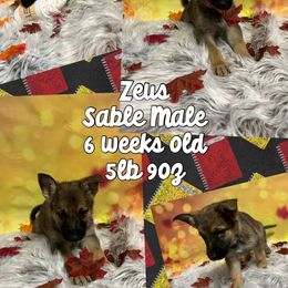 German Shepherd Puppies from Pocono GSD
