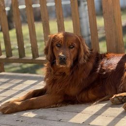 Neri - Golden Retriever