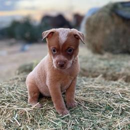 Capuchino - Red speckled female Australian Cattle Dog puppy in Tucson, Arizona from Soqui Ortiz Cattle Ranch