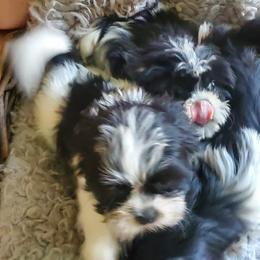 Tiffany (whitest) - Black and white female Shih Tzu puppy in Hillsdale, Michigan from Prairie Fen Farm