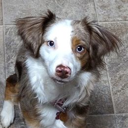 Bailey - Miniature Australian Shepherd