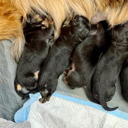 Girl 6 - Black and red female German Shepherd puppy in Davie, Florida from Vom Broward Haus