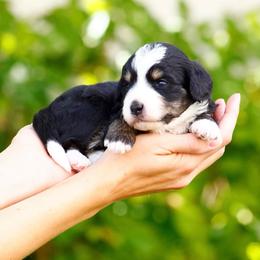Moon - Tri-color female Bernedoodle puppy in Glendale, Arizona from Arizona Bernedoodles