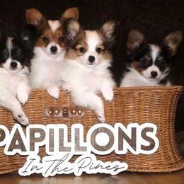 Papillon Puppies from Papillons in the Pines