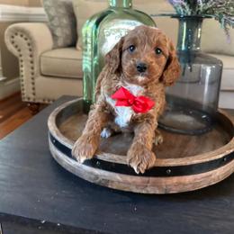 Willy - Red male Cavapoo puppy in Mint Hill, North Carolina from DoodleForever