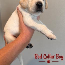Red Collar Boy - Yellow male Labrador Retriever puppy in Las Vegas, Nevada from Lucky Labrador Retrievers