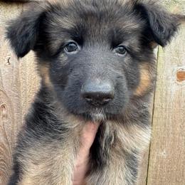 Whiskey - Black and red female German Shepherd puppy in Graham, Washington from Wildeflecken Shepherds