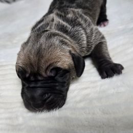 Capellini - Fawn male Great Dane puppy in Albany, Oregon from Red Cloud Australian Shepherds and DeGray Great Danes & Bulldogs