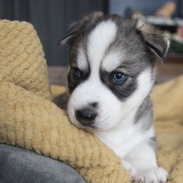 Siberian Huskies from Maryland River