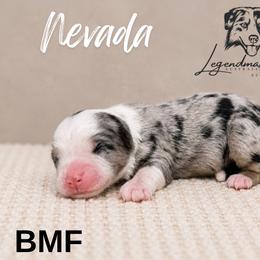 Nevada - Blue merle female Miniature American Shepherd puppy in Leitchfield, Kentucky from Legendmaker MAS