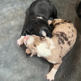Australian Shepherd puppies from C&S Kennels