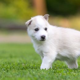 Siberian Husky Puppies from Lilbearshuskies