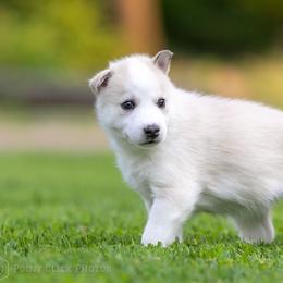 Siberian Husky Puppies from Lilbearshuskies