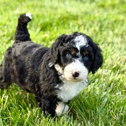 El Toro Loco - male Australian Mountain Doodle puppy in Decatur, Illinois from Signature Doodles