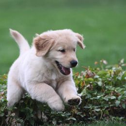 Golden Retrievers from CaraMia Goldens