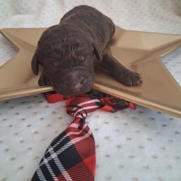 Glover - Chocolate male Goldendoodle puppy in Camden, North Carolina from Oopsie Doodles of NC