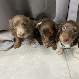 Dachshund Puppies from Dreaming of Dachshunds