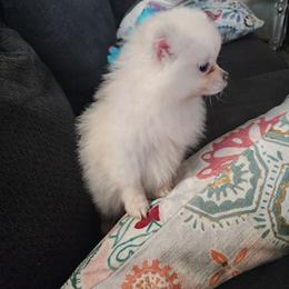 Yellow - Cream female Pomeranian puppy in Fort Worth, Texas from Ramos' Pommies
