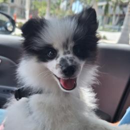 Lucas - White male Pomeranian puppy in Tampa, St Petersburg, Florida from Diana's Pomeranians