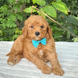 Rascal OFA - Apricot male Cavapoo puppy in Falmouth, Michigan from Dyer Lake Newfoundland’s