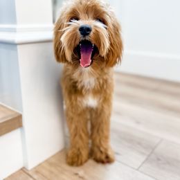 Junie - Cavapoo