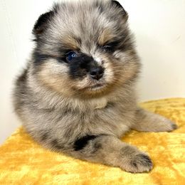 Pomeranian Puppies from Peachy Pomeranians