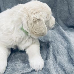 Golden Retriever Puppies from Valiant Goldens