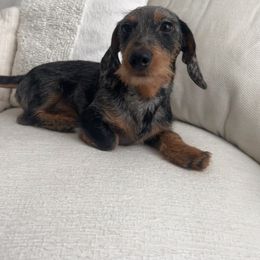 Boxer and Dachshund All Grown Up from Bella Familia Puppies