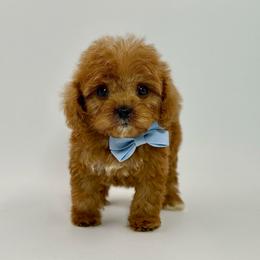Asher - Red male Cavapoo puppy in Melissa, Texas from Southern Love Cavapoos & Maltipoos