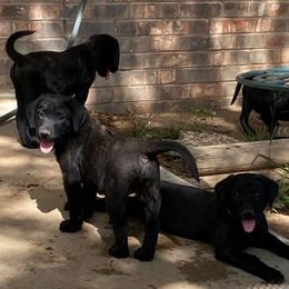 Labrador Retrievers from Caprock Labs