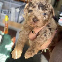 Goldendoodle and Poodle Puppies from Natalia Ovalle