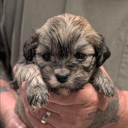 Jade - Brown female Lhasa Apso puppy in Fort Worth, Texas from Cynthia's Lhasa Apsos
