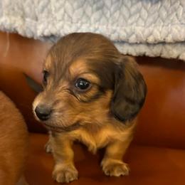 Girl 3 - Wild boar and cream female Dachshund puppy in Stilwell, Oklahoma from Starr Springs Doxies