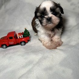 Charlie (potentially available soon) - Gold and white male Shih Tzu puppy in California from Fairy Tails Shih Tzus CA