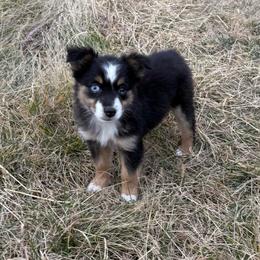 Girl 2 - Black tri female Miniature Australian Shepherd puppy in Ellsworth, Kansas from Flying H Mini Aussies