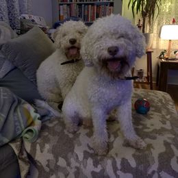 Lagotto Romagnolo Puppies from CreekSide Lagotto