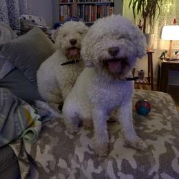 Lagotto Romagnolo Puppies from CreekSide Lagotto