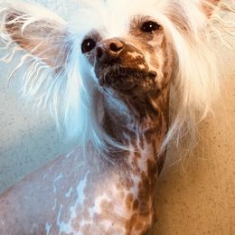 Glitter - Chinese Crested