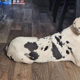 Ruger - Harlequin male Great Dane puppy in Biscoe, North Carolina from Clouser's Bodacious Danes & Miniature Schnauzers