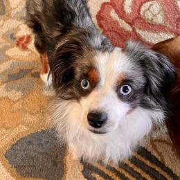Toy Australian Shepherd All Grown Up from Slo Toy Aussies at Antonia