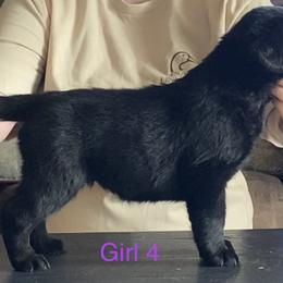 Labrador Retriever Puppies from R Little Retrievers