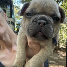 French Bulldog Puppies from Naomi Garretson