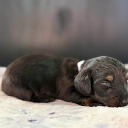 AKC Half Russian White Collar Female - Black and tan female Dachshund puppy in Calera, Alabama from Southern Sky Dachshunds