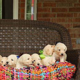 Australian Labradoodle, Bernedoodle, and Goldendoodle Puppies from Golden Fields Doodles