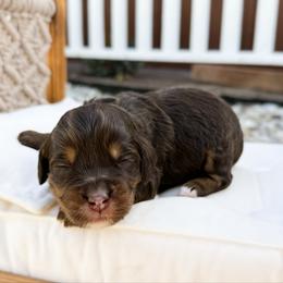 Ellie - Phantom female Bernedoodle puppy in Wamego, Kansas from Doodles of Oz